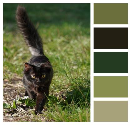 Hintergrundsbild Hair Domestic Animal Black Image