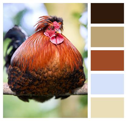 Looks At Camera Garden Look Stern Animals Image