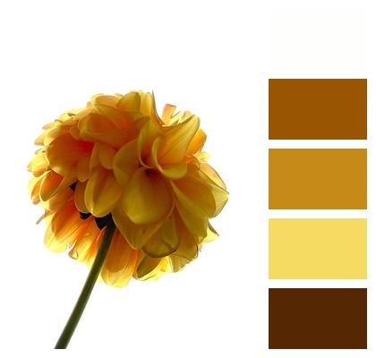 Heaven Dahlia Nature Flora Image