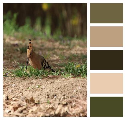 Plumage Animal Perched Hoopoe Image