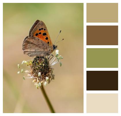Wildlife Nature Wing Insect Image