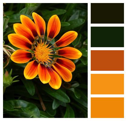 Gazania Summer Petals Afternoon Gold Image
