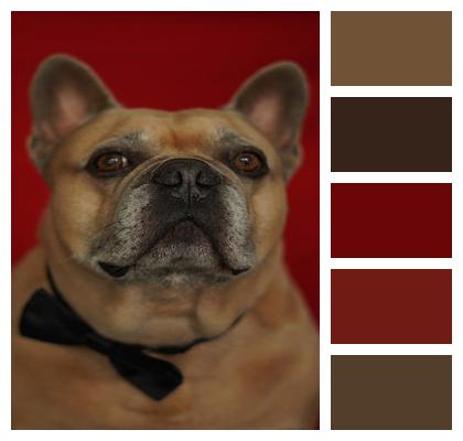 Animal Emotions Festive Dog Image