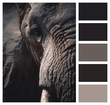 Africa Elepant Wildlife Elephant Image