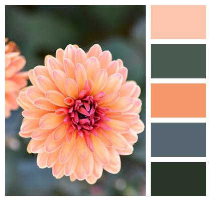 Nature Flower Wallpaper Orange Flower Background Image
