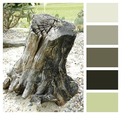Bough Tree Texture Image