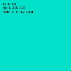 #01E1CA - Bright Turquoise Color Image