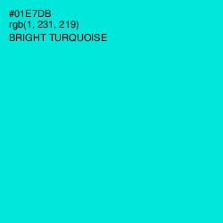 #01E7DB - Bright Turquoise Color Image