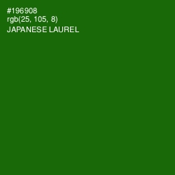 #196908 - Japanese Laurel Color Image