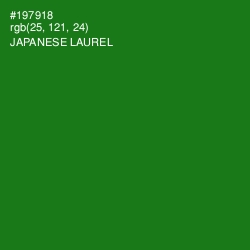 #197918 - Japanese Laurel Color Image