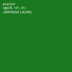 #19791F - Japanese Laurel Color Image