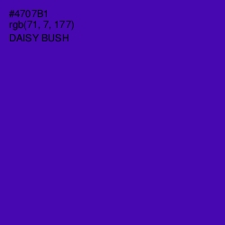 #4707B1 - Daisy Bush Color Image