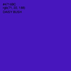 #4716BC - Daisy Bush Color Image