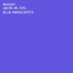 #6256E1 - Blue Marguerite Color Image