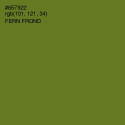 #657922 - Fern Frond Color Image