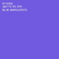 #7159E0 - Blue Marguerite Color Image