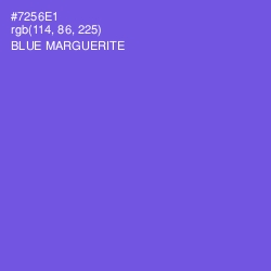 #7256E1 - Blue Marguerite Color Image