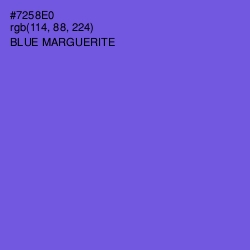 #7258E0 - Blue Marguerite Color Image