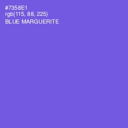 #7358E1 - Blue Marguerite Color Image