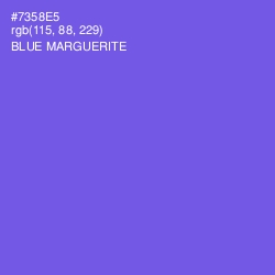 #7358E5 - Blue Marguerite Color Image