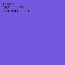 #7359E0 - Blue Marguerite Color Image