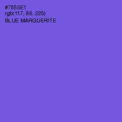 #7556E1 - Blue Marguerite Color Image