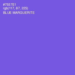 #7557E1 - Blue Marguerite Color Image