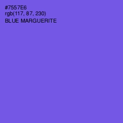 #7557E6 - Blue Marguerite Color Image