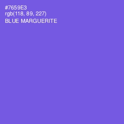 #7659E3 - Blue Marguerite Color Image