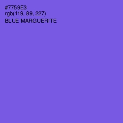 #7759E3 - Blue Marguerite Color Image