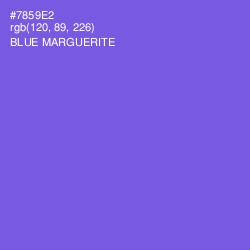 #7859E2 - Blue Marguerite Color Image
