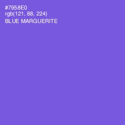 #7958E0 - Blue Marguerite Color Image