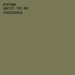 #797856 - Crocodile Color Image