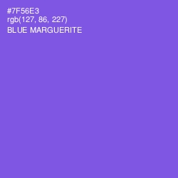 #7F56E3 - Blue Marguerite Color Image
