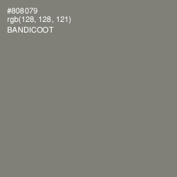 #808079 - Bandicoot Color Image