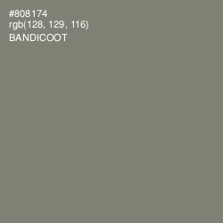 #808174 - Bandicoot Color Image