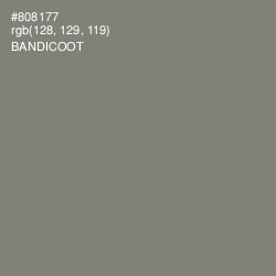 #808177 - Bandicoot Color Image