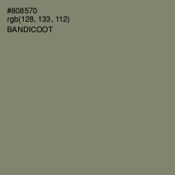 #808570 - Bandicoot Color Image