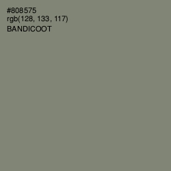 #808575 - Bandicoot Color Image