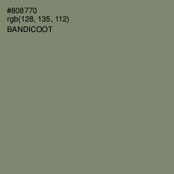 #808770 - Bandicoot Color Image