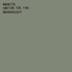 #808776 - Bandicoot Color Image