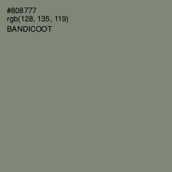 #808777 - Bandicoot Color Image