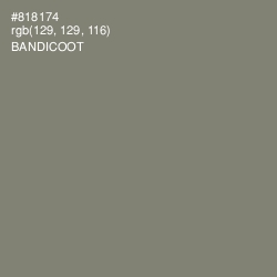 #818174 - Bandicoot Color Image
