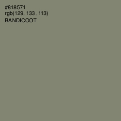 #818571 - Bandicoot Color Image