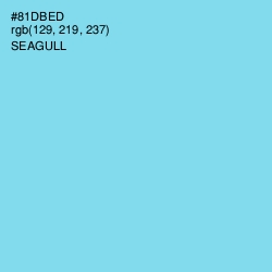 #81DBED - Seagull Color Image
