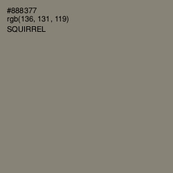 #888377 - Squirrel Color Image