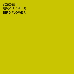 #C9C601 - Bird Flower Color Image