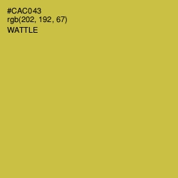 #CAC043 - Wattle Color Image