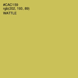 #CAC159 - Wattle Color Image