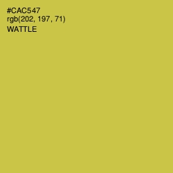 #CAC547 - Wattle Color Image